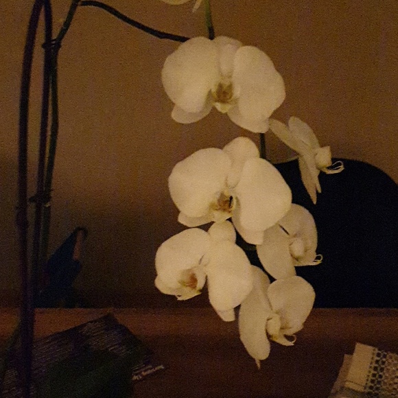 Meet your Posher, Drew - Picture 1 of 1